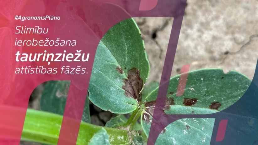 #AgronomsPlāno Nr.19: Slimību ierobežošana tauriņziežu sējumos.