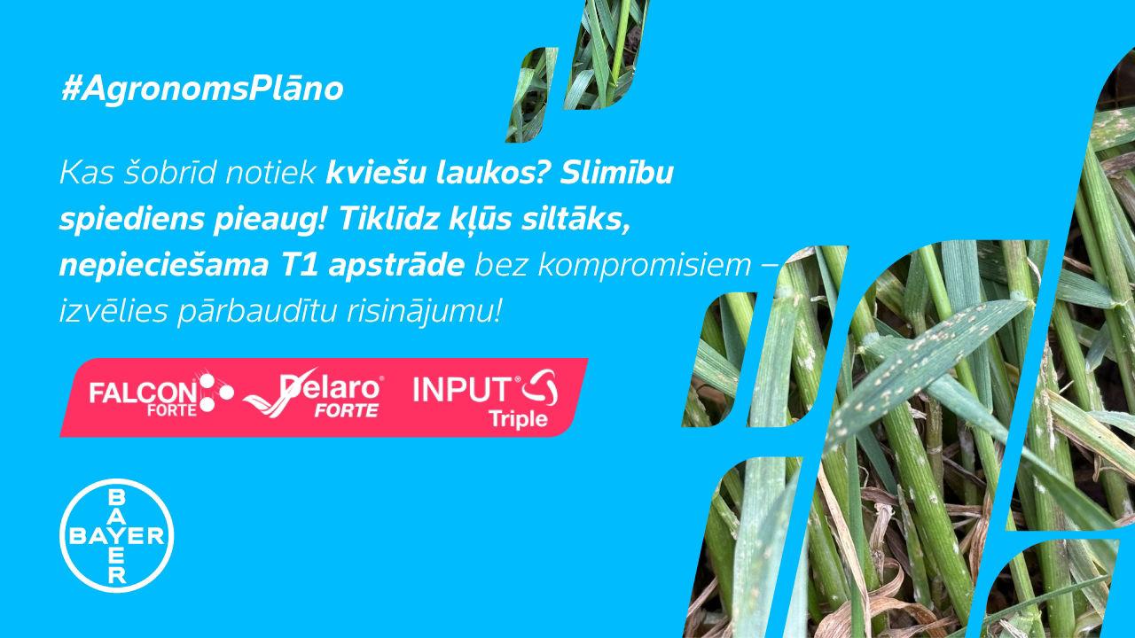 #AgronomsPlāno Nr.10: Slimību spiediens kviešos pieaug – T1 jābūt bez kompromisiem!