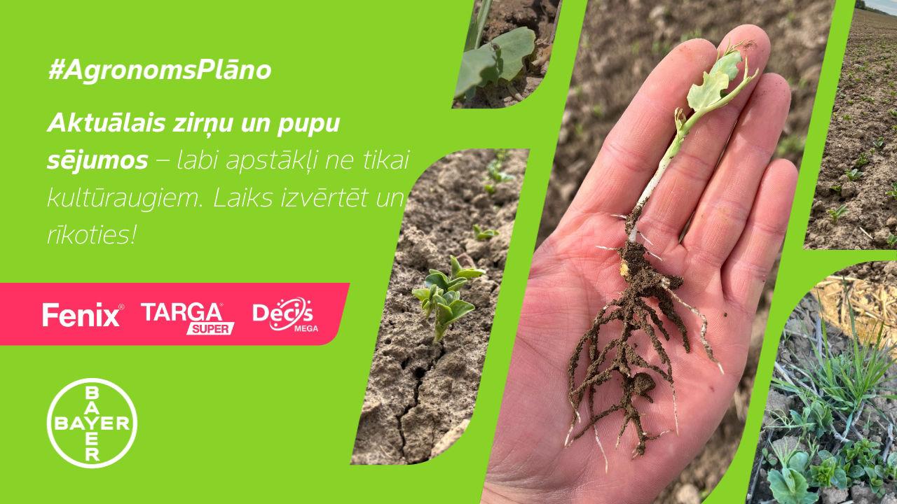 #AgronomsPlāno Nr.9: Aktuālais zirņu un pupu sējumos.