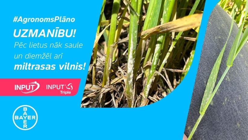 #AgronomsPlāno Nr.13: UZMANĪBU! Miltrasas vilnis!
