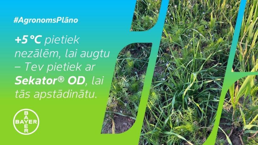 #AgronomsPlāno Nr.12: Aukstais laiks un nezāles.