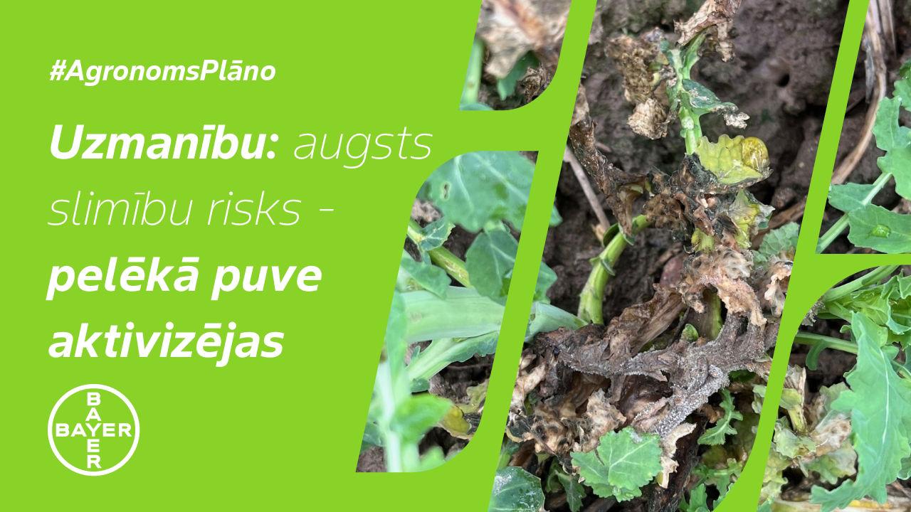 #AgronomsPlāno Nr. 7: UZMANĪBU - rapšu laukos pelēkā puve!