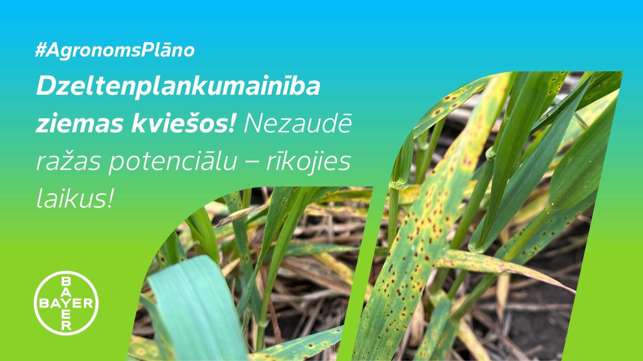 #AgronomsPlāno Nr. 8: Dzeltenplankumainība – augsta riska brīdis kviešiem!