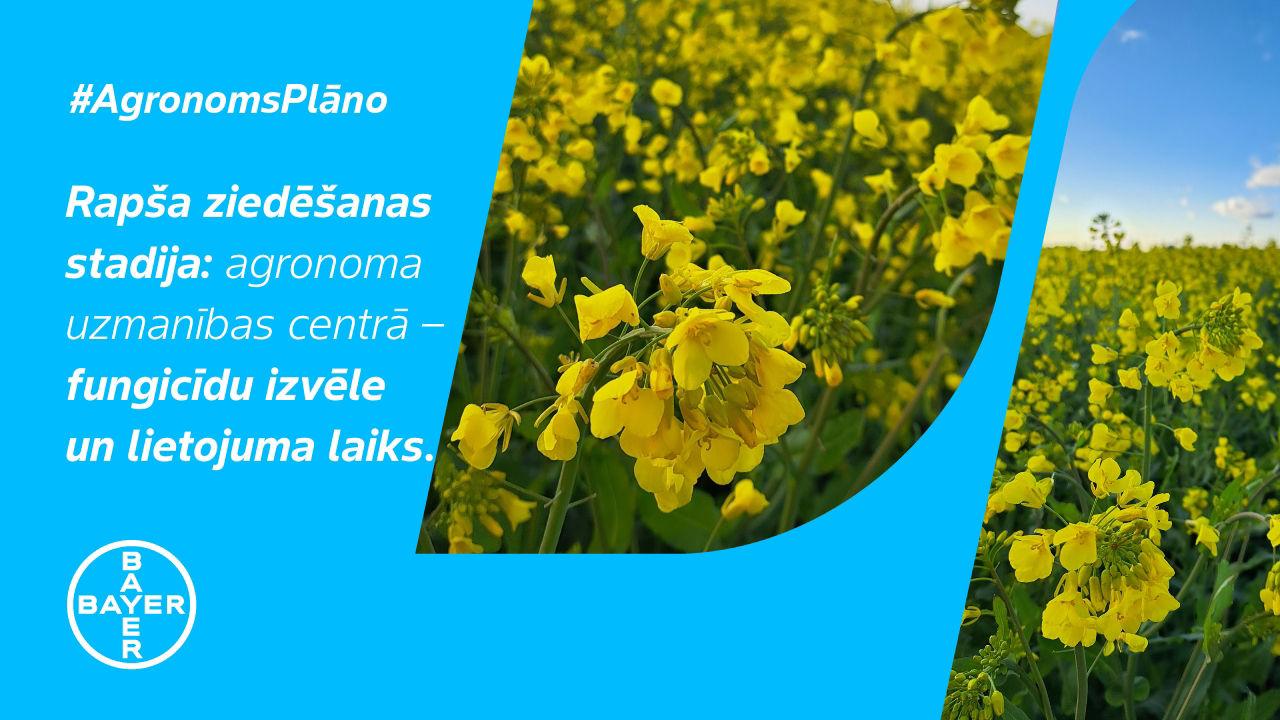 #AgronomsPlāno Nr.11: Rapsis zied!