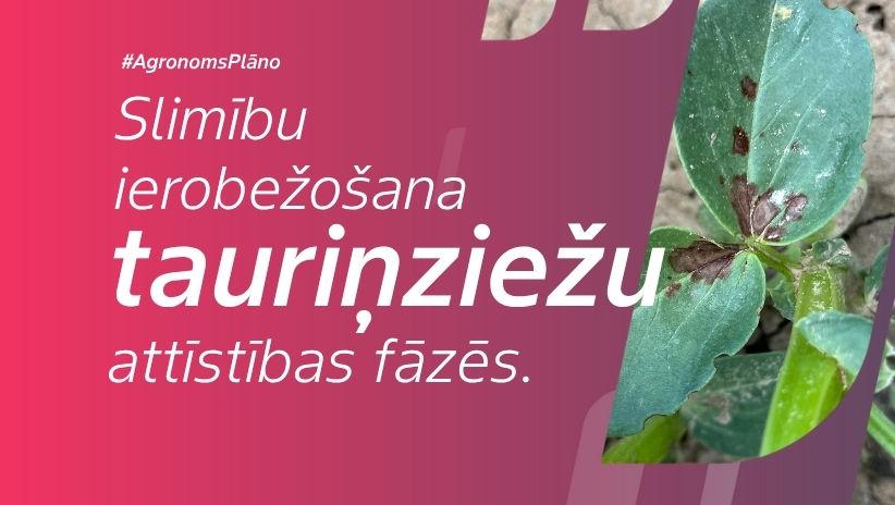 #AgronomsPlāno Nr.19: Slimību ierobežošana tauriņziežu sējumos.