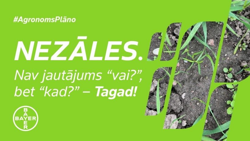 #AgronomsPlāno Nr.16: Nezāles vasaras kviešu sējumos.