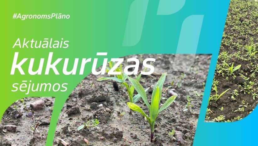 #AgronomsPlāno Nr.17: Aktuālais kukurūzas sējumos
