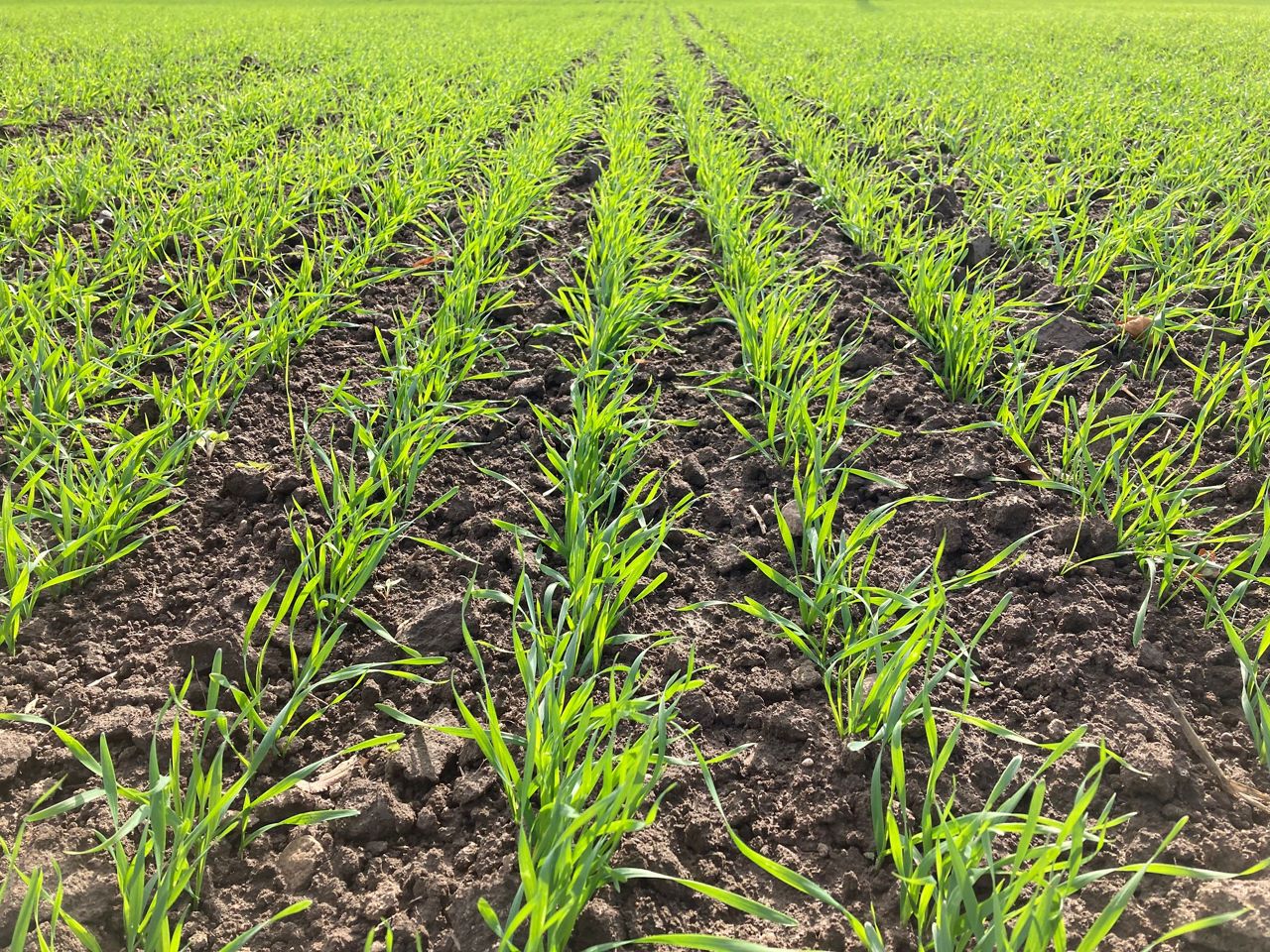 #AgronomsPlāno Nr. 32 – Sējas darbi jaunajai sezonai jau sākušies.