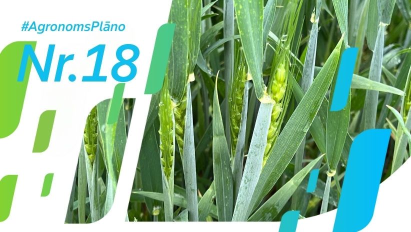 #AgronomsPlāno Nr.18: Ziemas kvieši gatavi vārpot. Laiks sargāt ražu no vārpu fuzariozes!