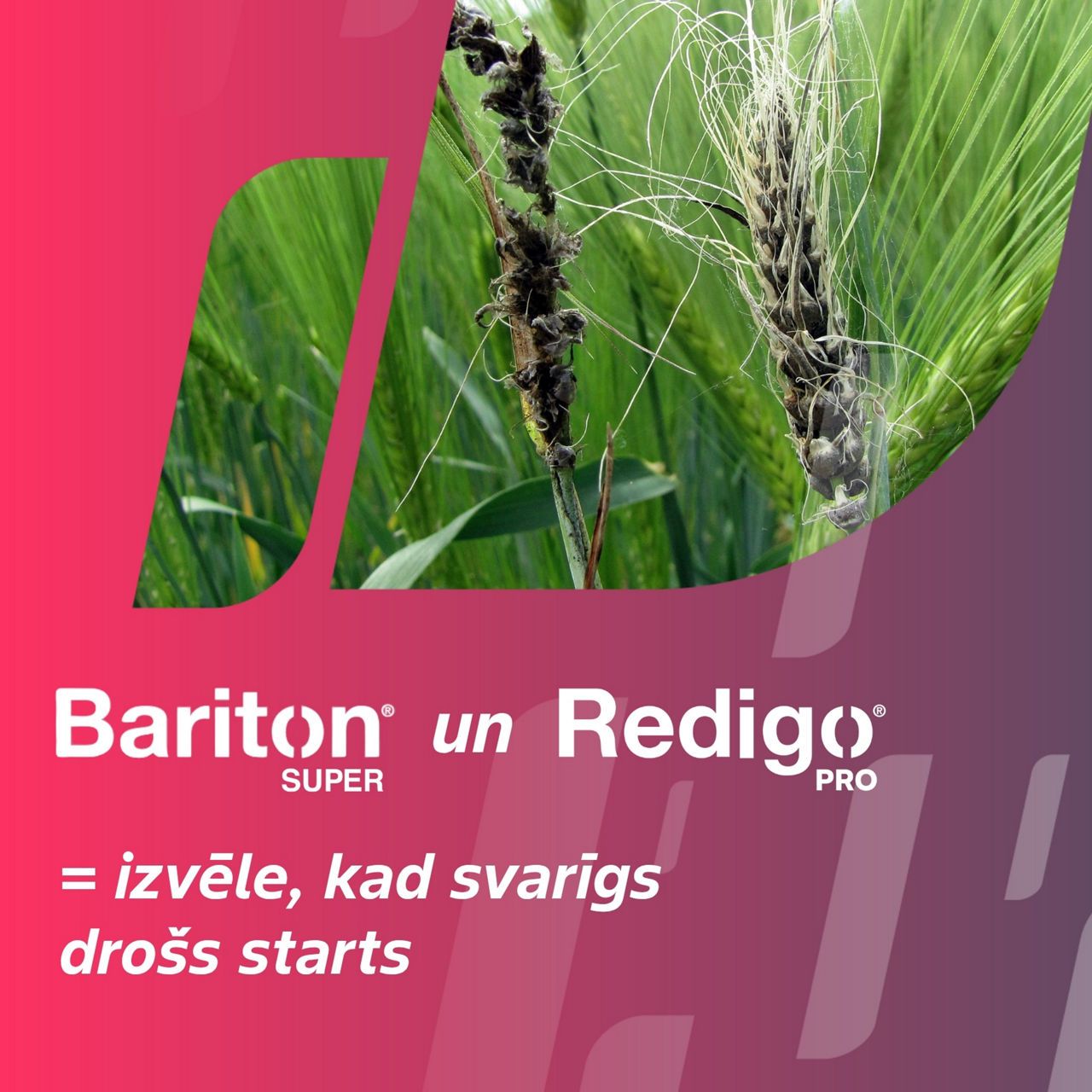 #AgronomsPlāno Nr.4: KODNES IZVĒLE DROŠAM STARTAM