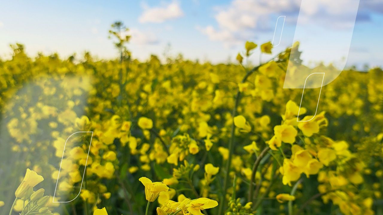Dekalb® rapši pirms ziedēšanas: pavasara novērojumi no laukiem.