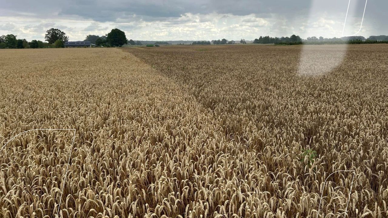 Miežu dzeltenais pundurainības vīruss (BYDV) – jauns izaicinājums ziemas kviešu audzētājiem.