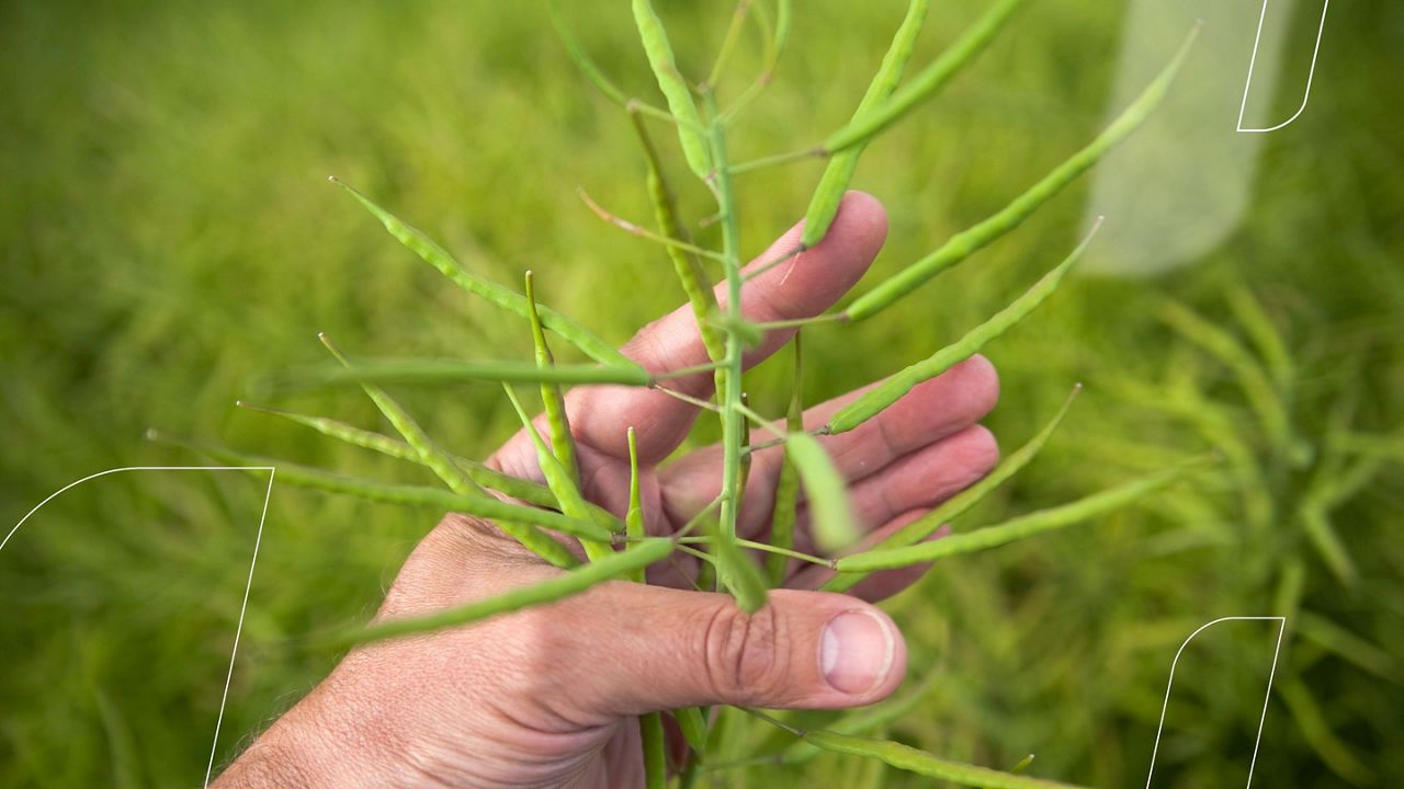 Ieskats DEKALB® rapša hibrīdu attīstībā. Novērojumi no Polijas laukiem.