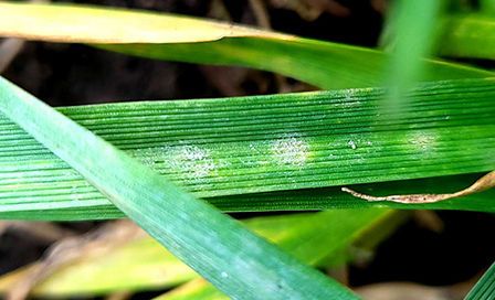 Graudzāļu miltrasa