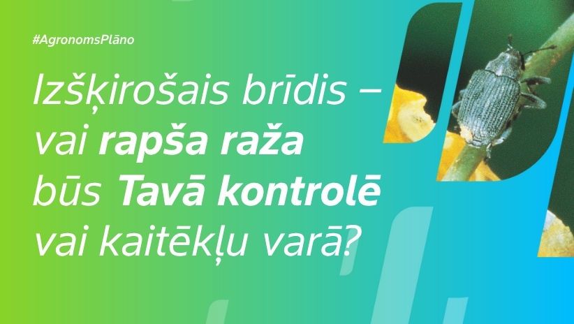#AgronomsPlāno Nr.20: Cīņa par rapša ražu – pēdējais posms sācies! Kurš kuru?