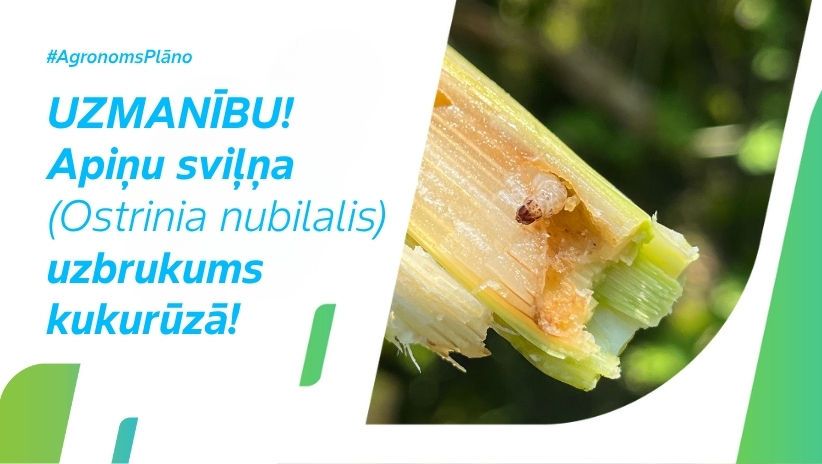 #AgronomsPlāno Nr.25: Svarīga ziņa kukurūzas audzētājiem!
